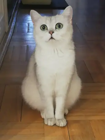 продажа котят, фотография 8