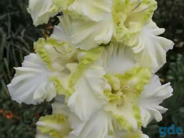 Гладиолусы, фотография 9