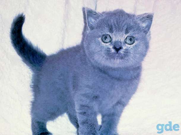 Шотландские Вислоухие и Прямоухие котята, фотография 3
