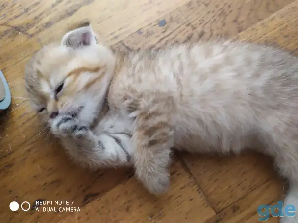 Шотландские котята, фотография 4
