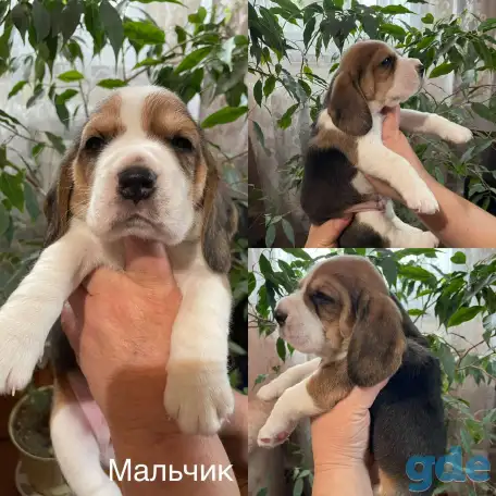 Щенок породы Бигль, фотография 1