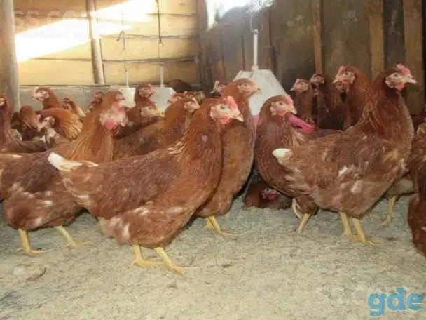 Продам курей, фотография 6