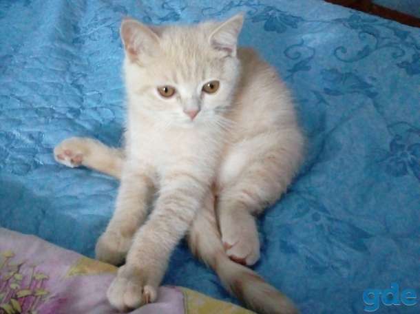 скоттиш-страйт, фотография 3