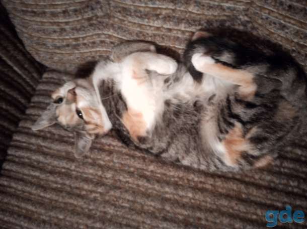 Котята в добрые руки, фотография 11