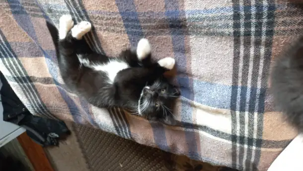 Котята, мальчики, фотография 2