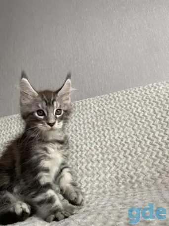 Котенок мейн кун, фотография 5
