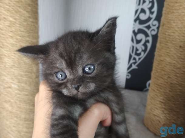 Шотландские котята, фотография 4