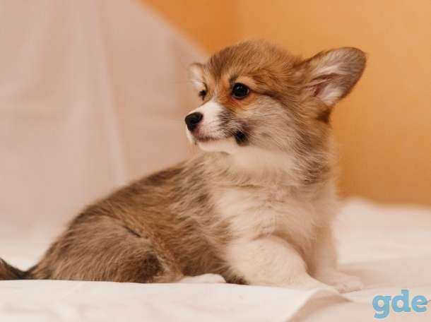 Продаются щенки Вельш Корги Пемброк., фотография 6