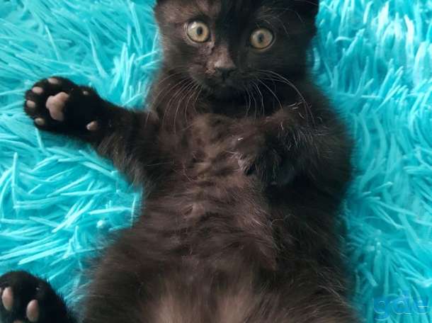 Котята от породистых родителей, фотография 2