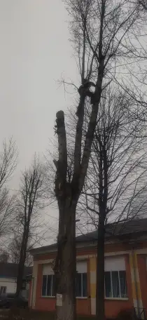 Удаление деревьев, фотография 3