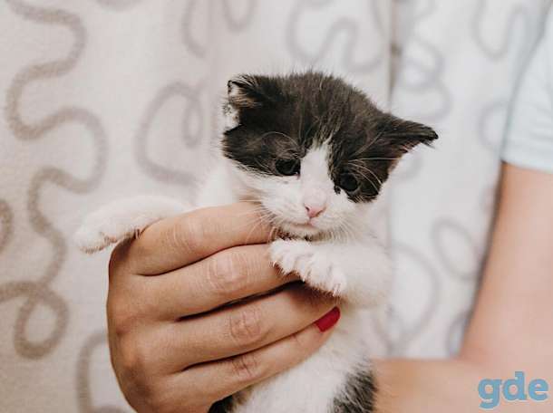Внимание! Открыт резерв на котят. Им всего 1 месяц, фотография 7