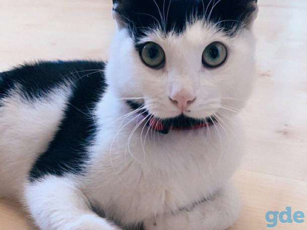 Ласковый котик Лаки ищет дом!, фотография 1
