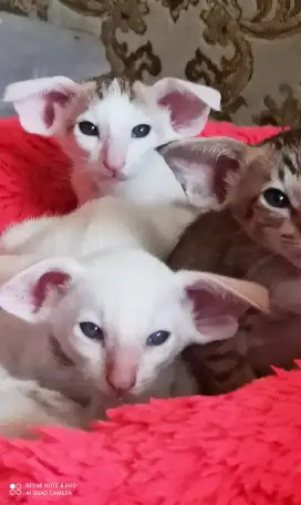 Ориентальная кошка, фотография 4