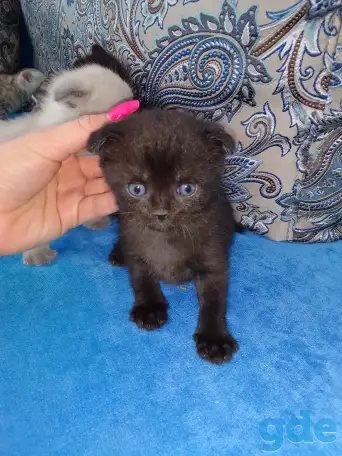 Шотландские котята, фотография 3