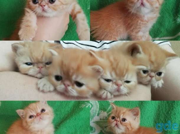Котята плюшевые экзоты, фотография 2