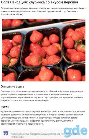 Саженцы клубники по технологии фриго, фотография 7