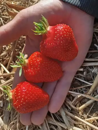 Саженцы клубники сорт Сандра, фотография 1