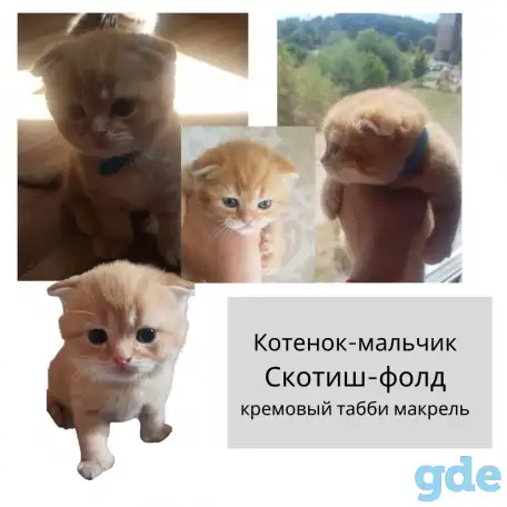 Продам шотландских  котят, фотография 4