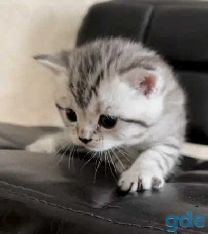 Шотландские котята, фотография 1