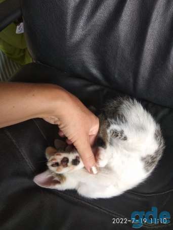 Котенок мальчик, фотография 2