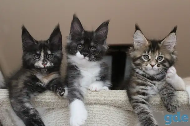 Мейн кун котята!, фотография 2