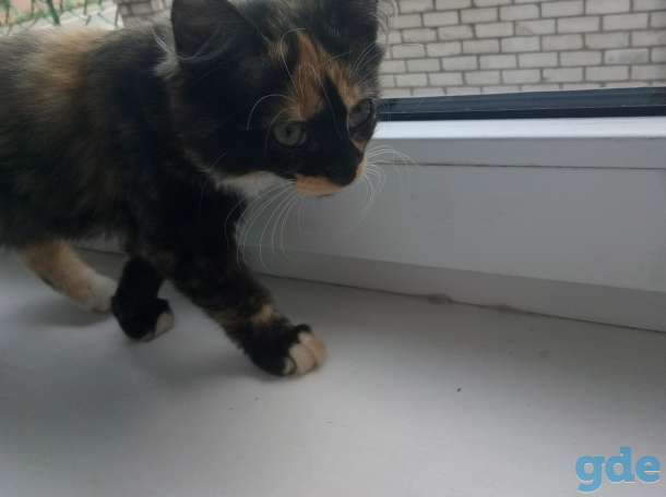 котята, фотография 8