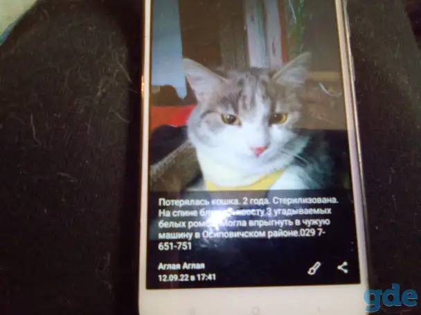 Пропала кошка, фотография 1