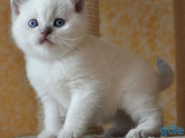 Шотландских породистых котят, фотография 10