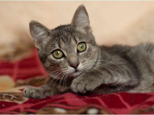 Котёнок в дар, фотография 6