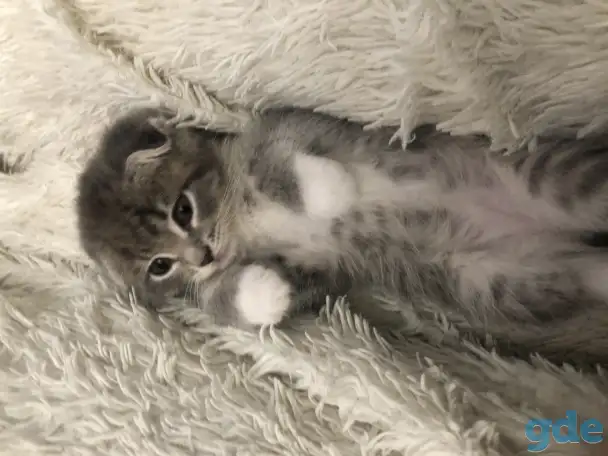 Шотландские вислоухие котята, фотография 4