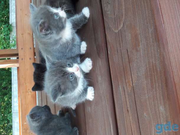 Предлагаю котят, фотография 4