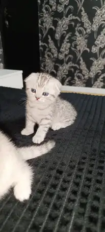 Шотландские котята, фотография 8