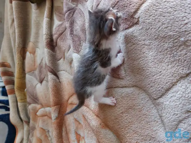 Котята в дар, фотография 11