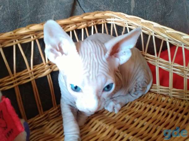 Котята сфинкса, фотография 5