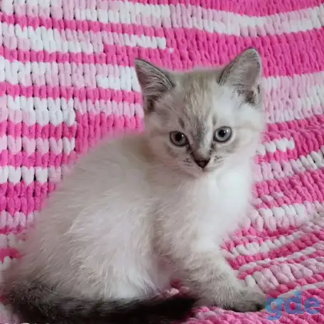 Котята, фотография 2