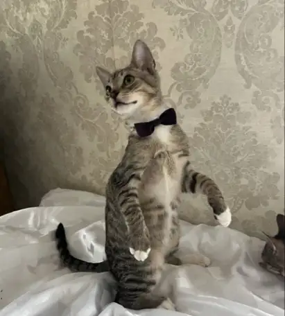 КОТЕНОК, фотография 3