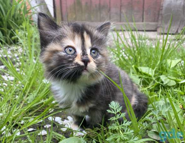 Котята в дар, фотография 2