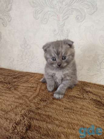 Продаю, фотография 4