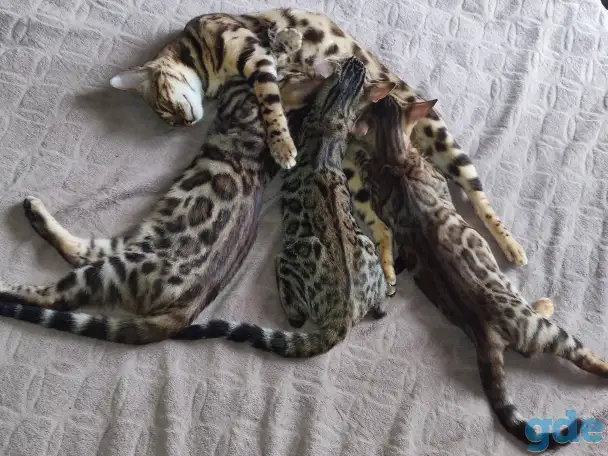 Бенгальские котята, фотография 7