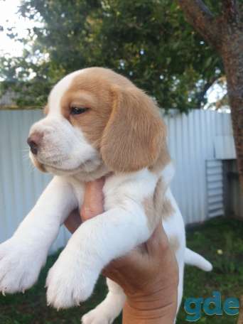 Элитные щенки бигля, фотография 2