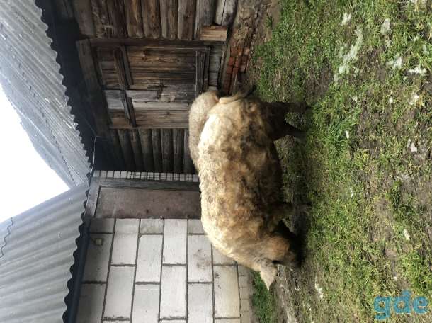 Продаю 2 поросных свинок венгерской мангалицы., фотография 1