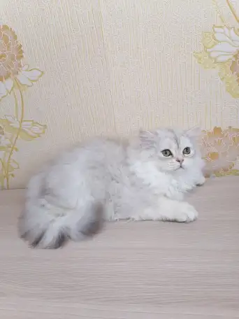 Британский котёнок, фотография 4