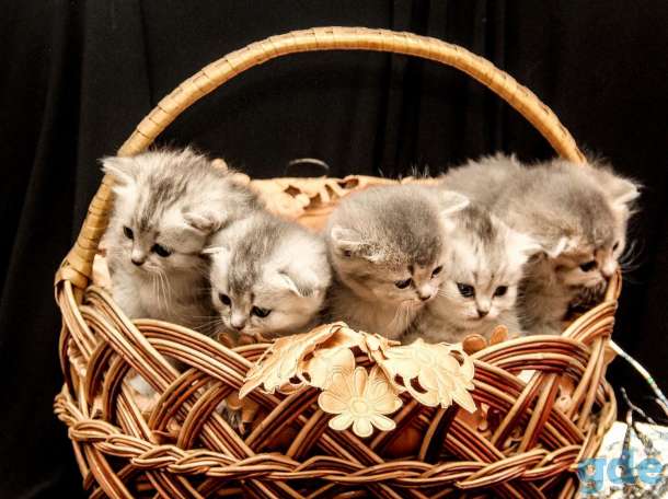 Шотландские котята, фотография 1