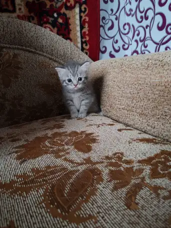 Британские котята, фотография 3
