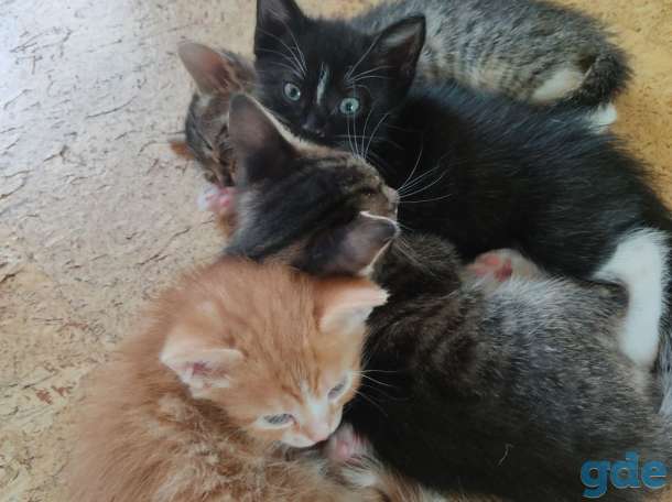 Котята в дар, фотография 3