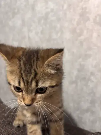 Котенок, фотография 1