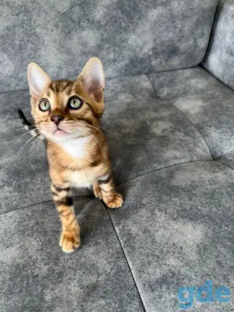 Продам бенгальских котят, фотография 1