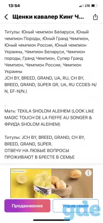 Щенки кавалер Кинг чарльз, фотография 1