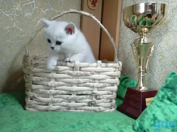 Британские котята, фотография 4