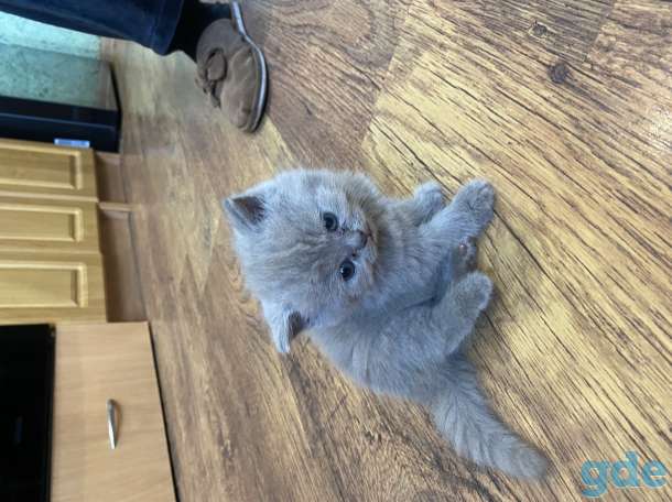 Британские котята, фотография 2
